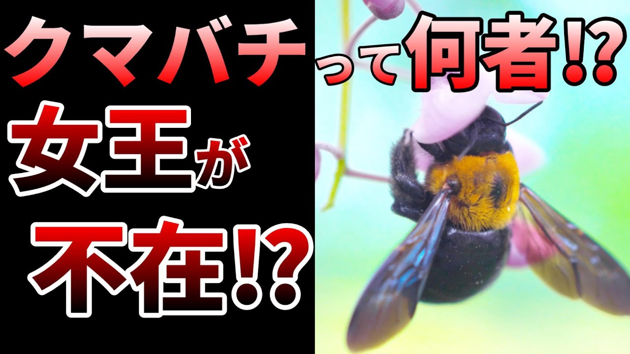 【ゆっくり】大人しいのに超危険！意外すぎるクマバチの生態とは⁉