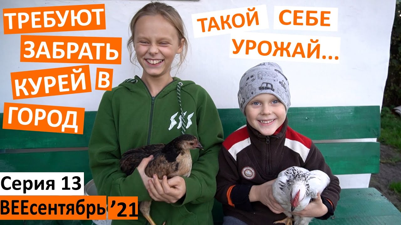 13 серия / спасибо вам за поддержку / паршивый урожай / поймали курицу / семена амаранта / гвс