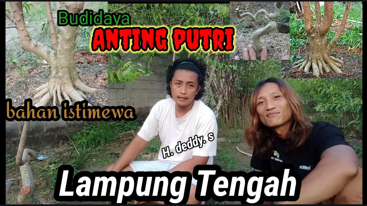 BUDIDAYA & PROGRAM ANTING PUTRI Istimewa@ricokrisnawanofficial9354