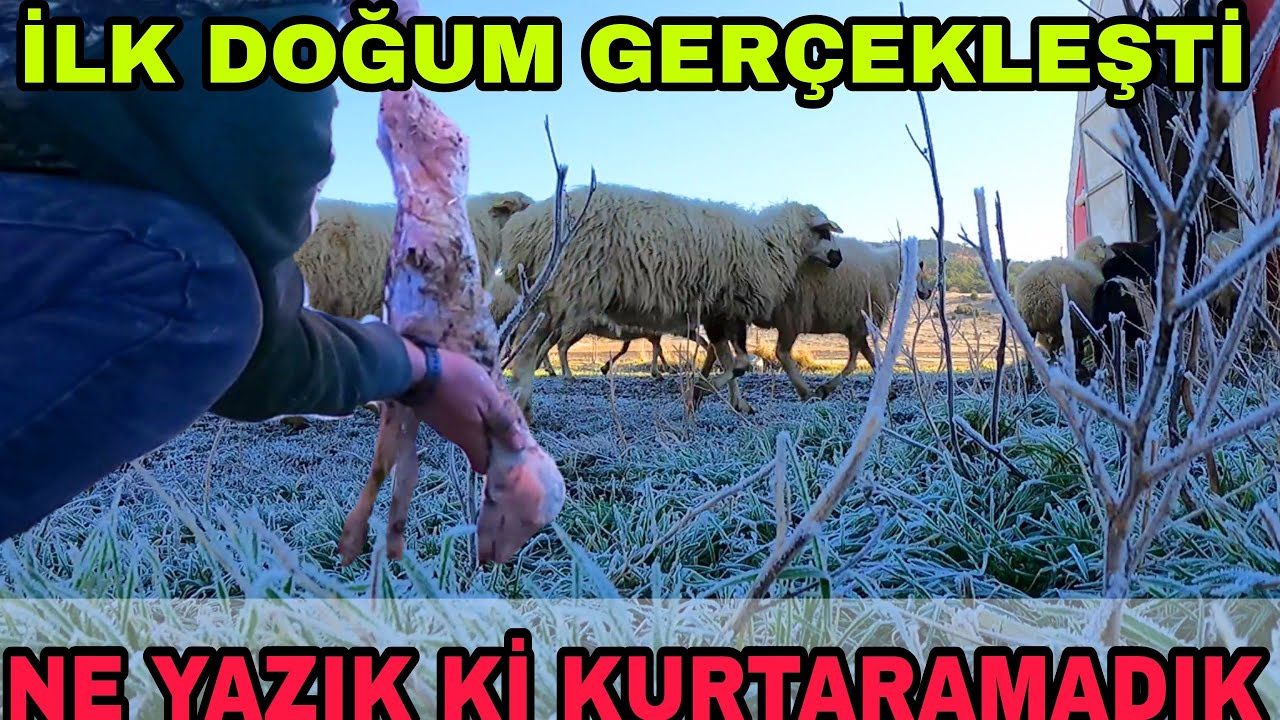 NE YAZIK Kİ KURTARAMADIK!! İLK DOĞUM GERCEKLEŞTİ~GÜNSÜZ KUZU