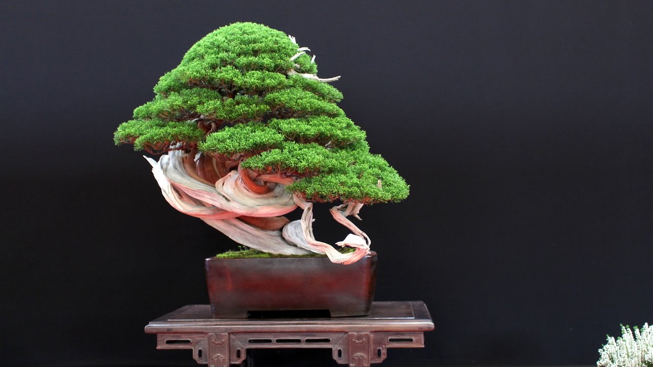 The most beautiful Bonsai trees