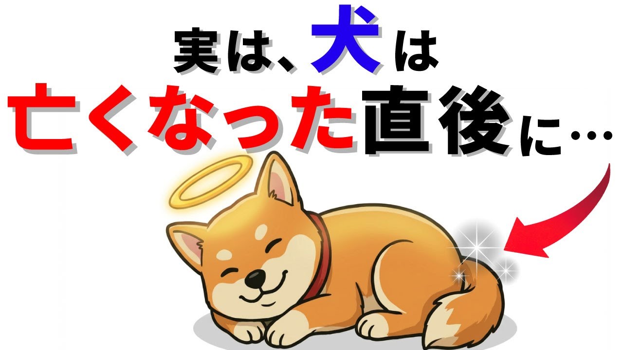 【涙腺崩壊】実は犬は亡くなった直後に・・・。知られざる７つの安らぎのサイン | 犬の厳選雑学