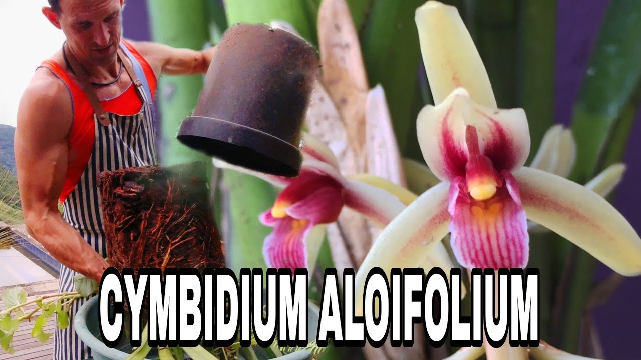 Growing Cymbidium Aloifolium: Tips and Care Essentials