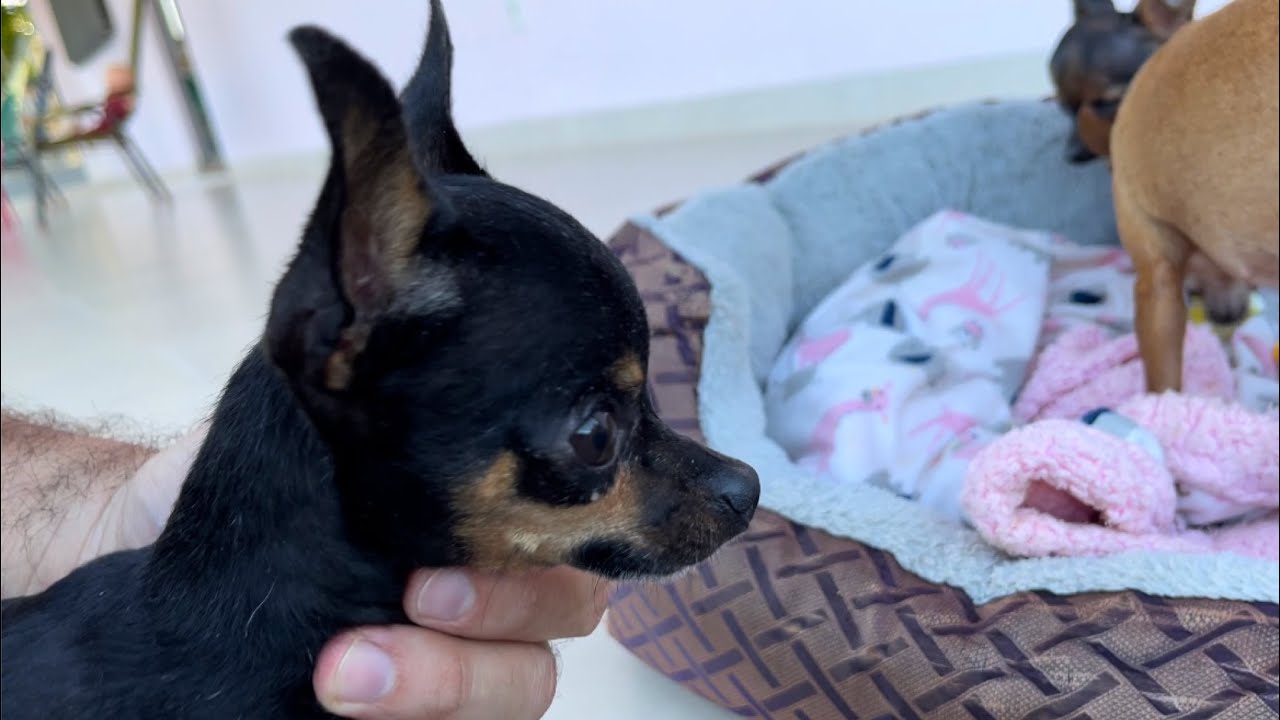 TIRINGA FICA NERVOSO E ATACA NOVAMENTE | PINSCHER FILHOTES