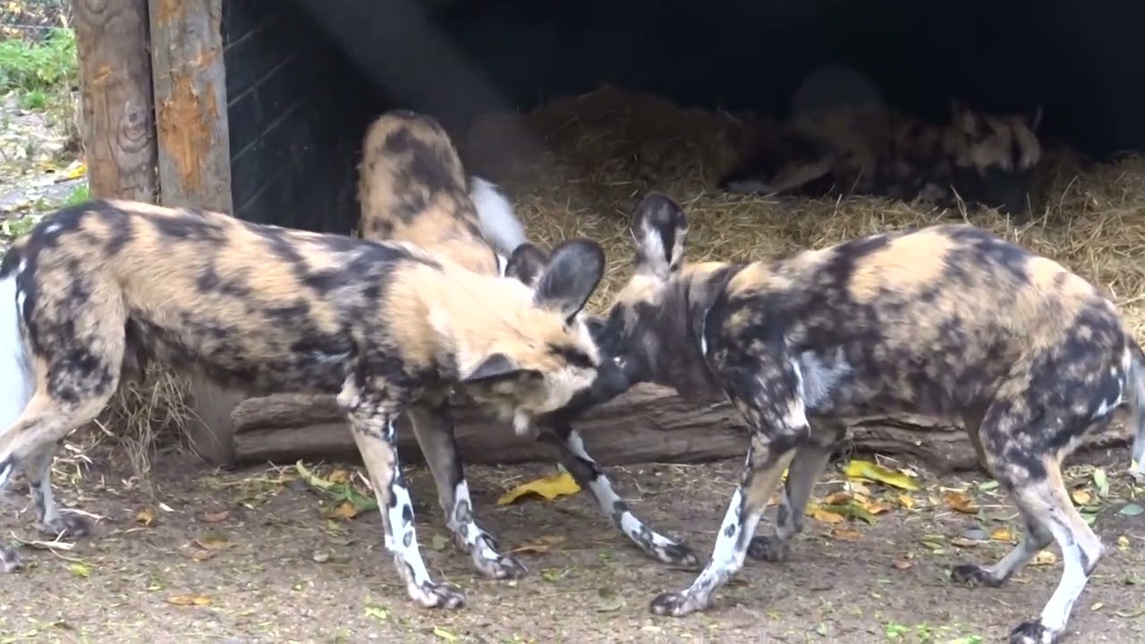 African Wild Dogs (Painted Wolves) playing, submissive and dominance behaviour