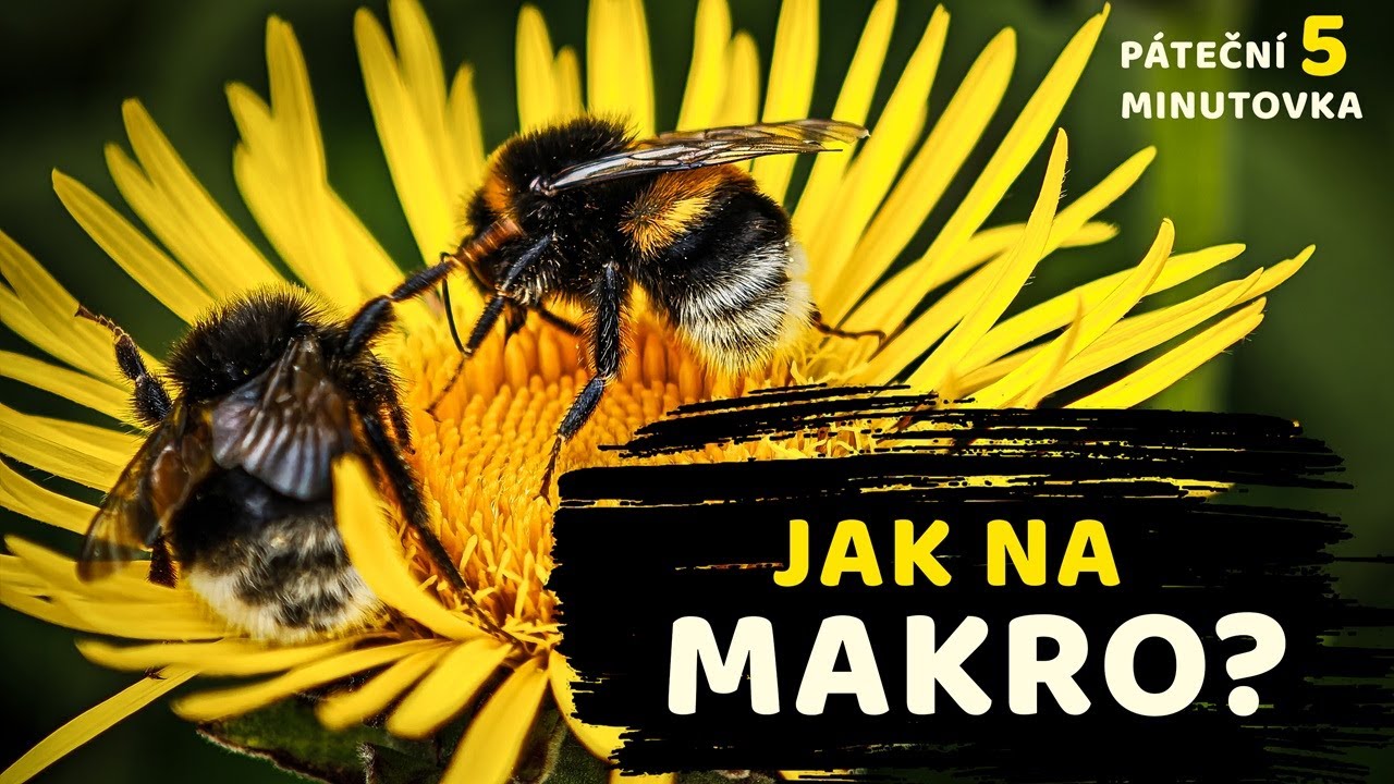 MAKRO fotografie LEVNĚ! I P&Aacute;TEČN&Iacute; PĚTIMINUTOVKA #6