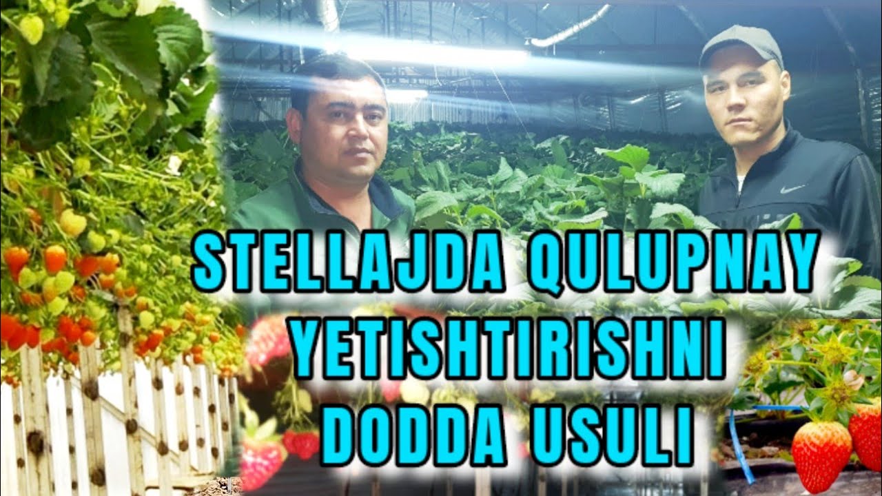 QULUPNAY YETISHTIRISHNI QOYILLATIBDI.  KO'RIB O'ZINGIZ BAXO BERING
