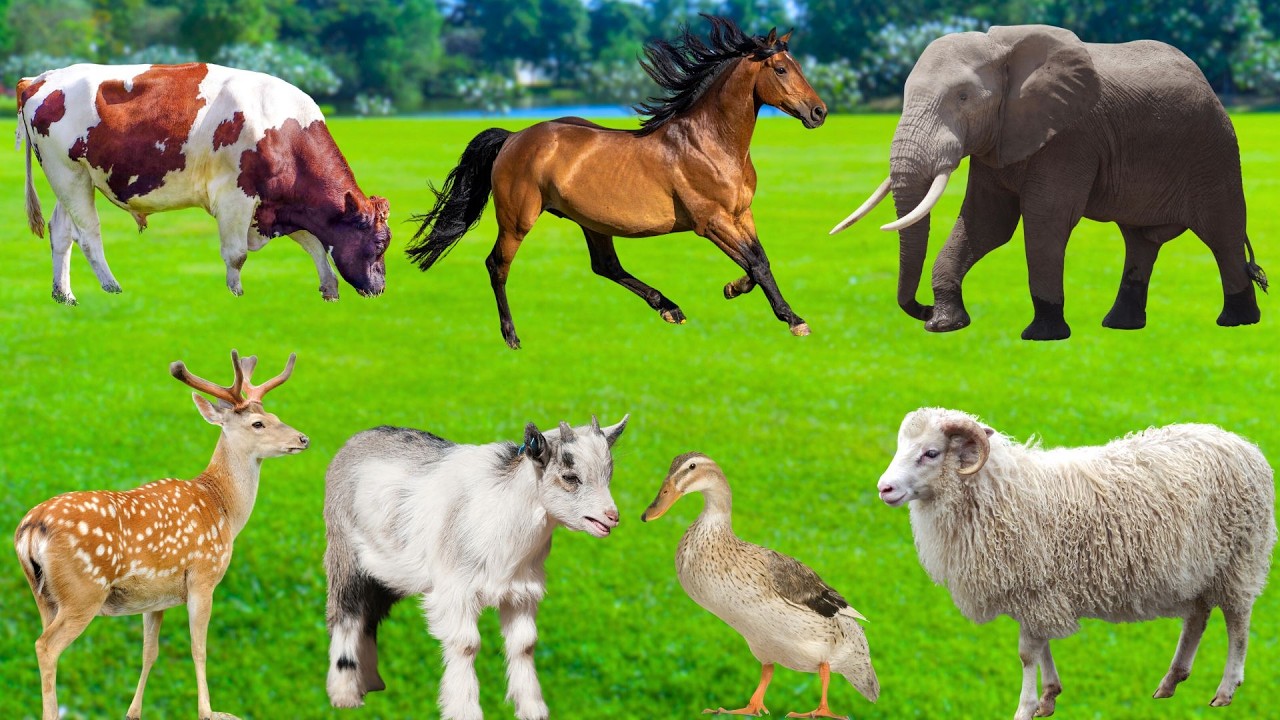 Animals At Sunrise: Horses, Sheep, Deer, Ducks, Birds, Cows