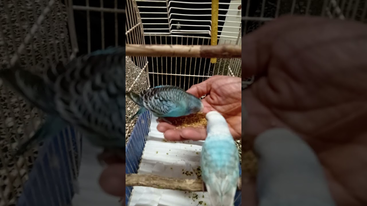 Handfeeding Budgies 