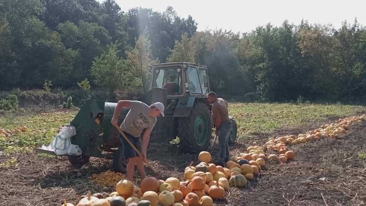 Молотимо гарбузи.