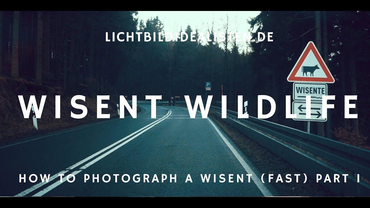 Wisent Wildlife - how to photograph a wisent (fast) part I  #166