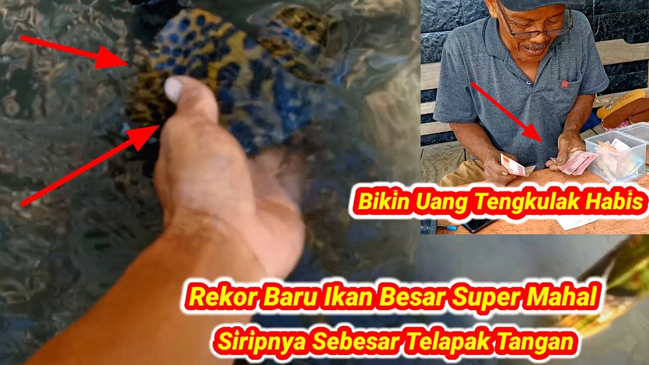 Seumur Hidupku Baru Kali Dapat Ikan Sebesar dan Semahal Ini ,,Langsung Masak Menu Istimewa
