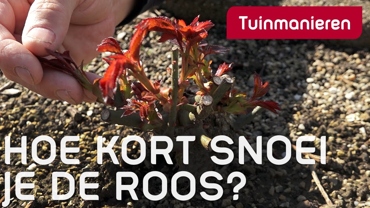 Hoe kort en wanneer snoei je de roos? | Lente | Tuinmanieren