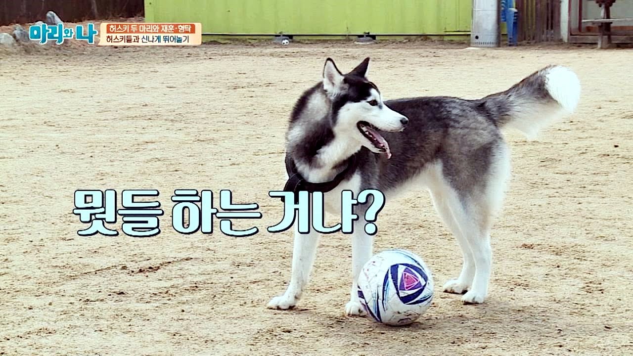 레오, 안정환도 울고 갈 '개집중'! 뭣들 하는 거냐 (멍)  마리와 나 16회