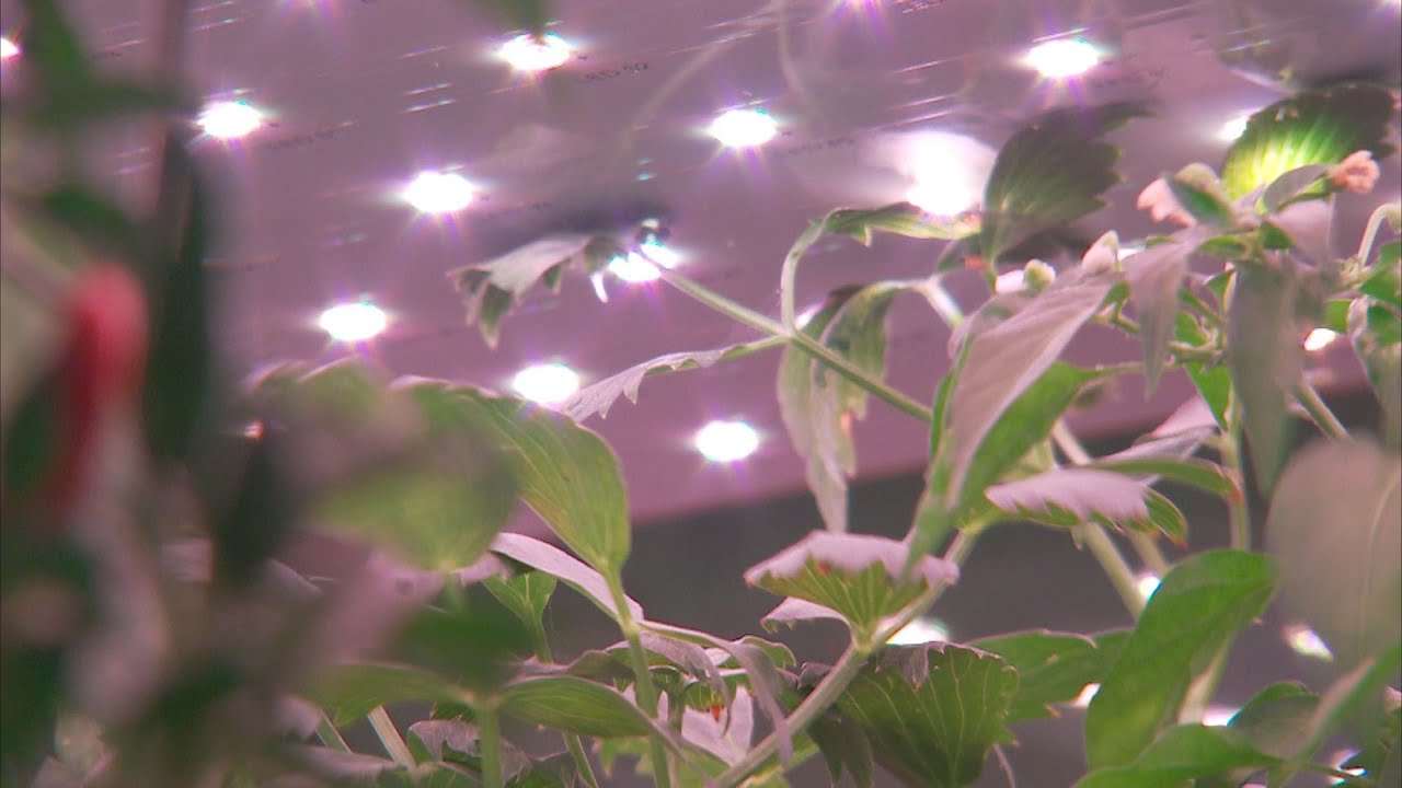 【科技農業】植物工廠大挑戰｜人造種植能否成為傳統農業助力？ (我們的島 第773集 2014-08-08)