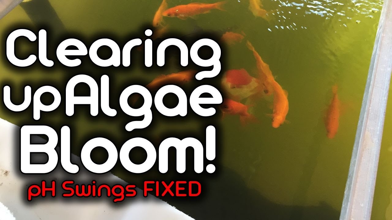 Clearing up Algae Bloom! - pH Swings Fixed