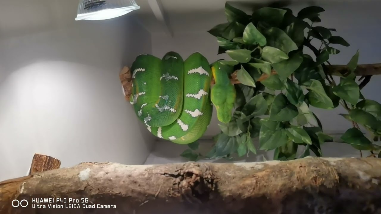 Vorstellung meiner Corallus Caninus Dame