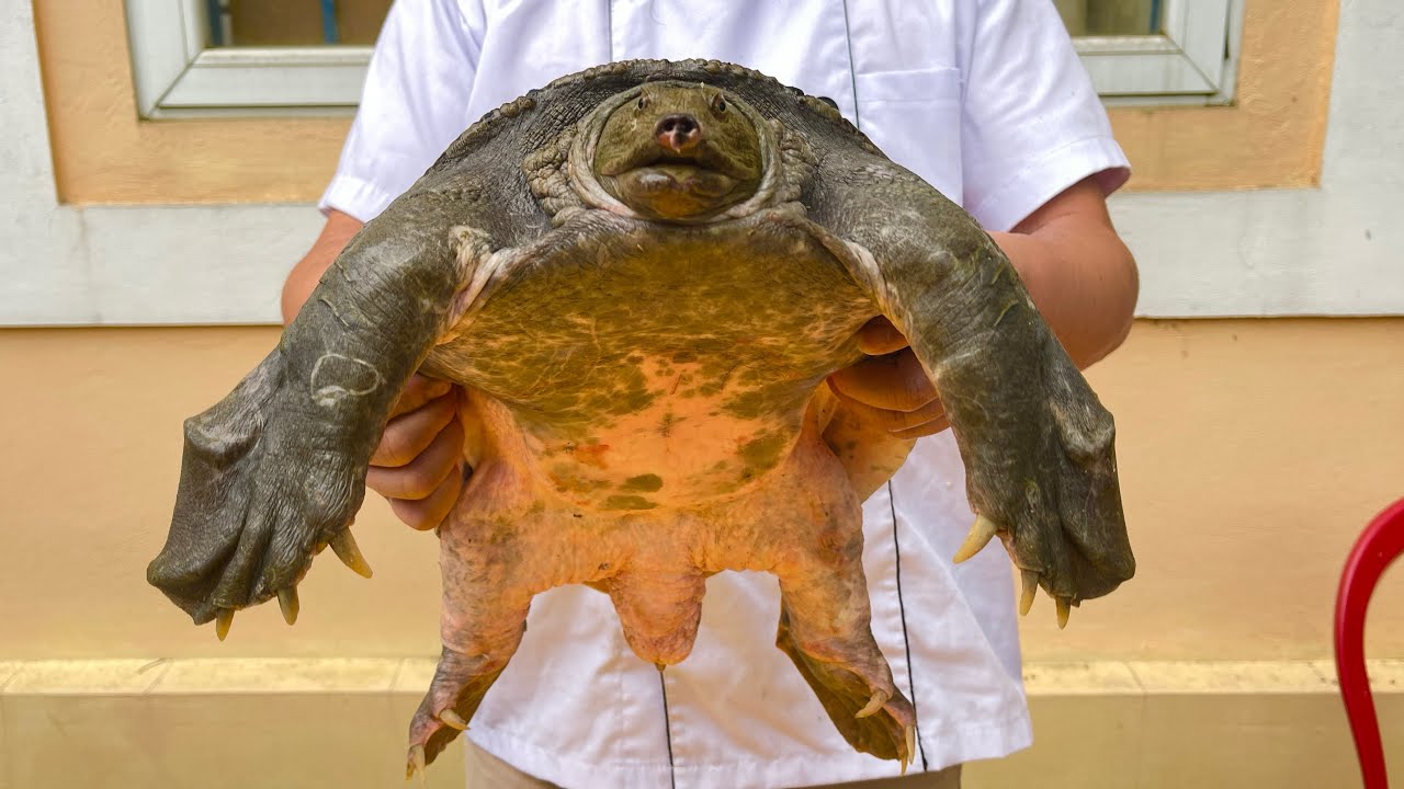 turtle meat cooked with banana // best cooking