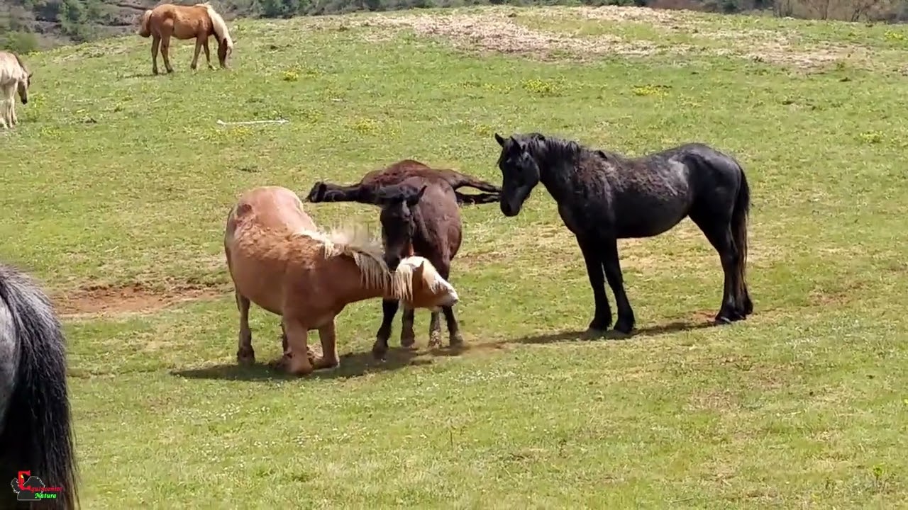 The Horse Ethogram: colts play - gioco tra puledri