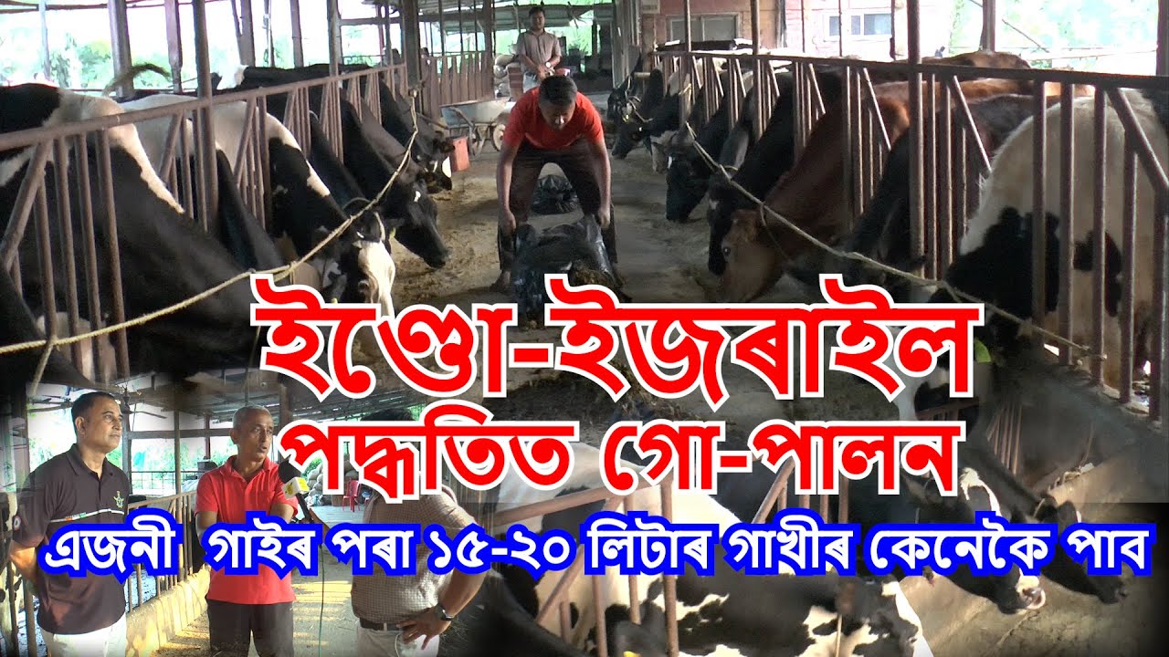 ইণ্ডো-ইজৰাইল পদ্ধতিত গো-পালন। New Farming Tips of Dairying। Dairy New Technology। অংকুৰিত অসম