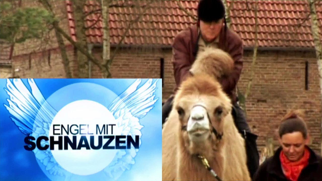 Tiergestützte Therapie: Therapie-Kamele
