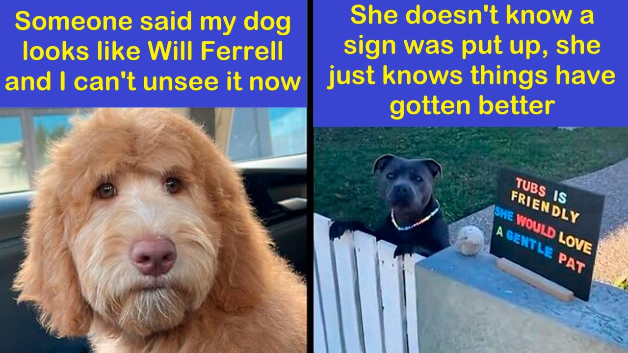 Adorable Animal Memes That Might Just Turn Your Day Around | Happy And Fun