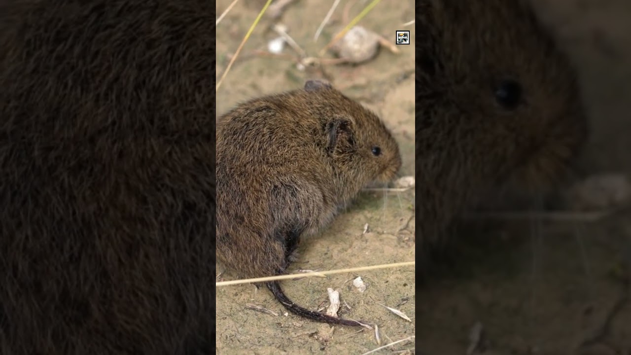 Quick Vole Facts - The Peer Consoling Vermin - Animal a Day V Week #shorts