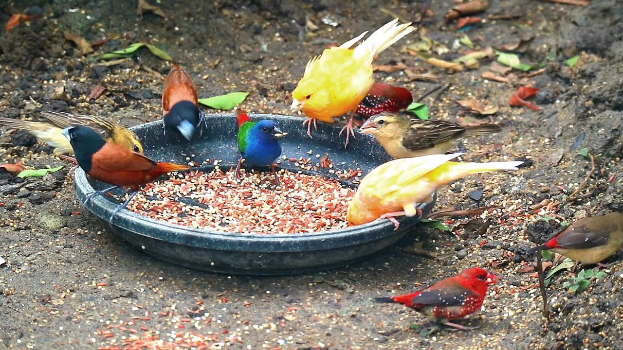 MIXED AVIARY BIRDS - CANARY, JAVA SPARROW, STRAWBERRY FINCH, ZEBRA FINCH, PARROT FINCH AND MORE