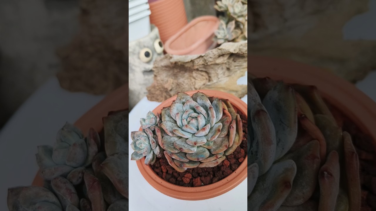 Potting up Monroe 💓💓 #plants #succulentpropagation #cns #succulentobsession #succulent #garden