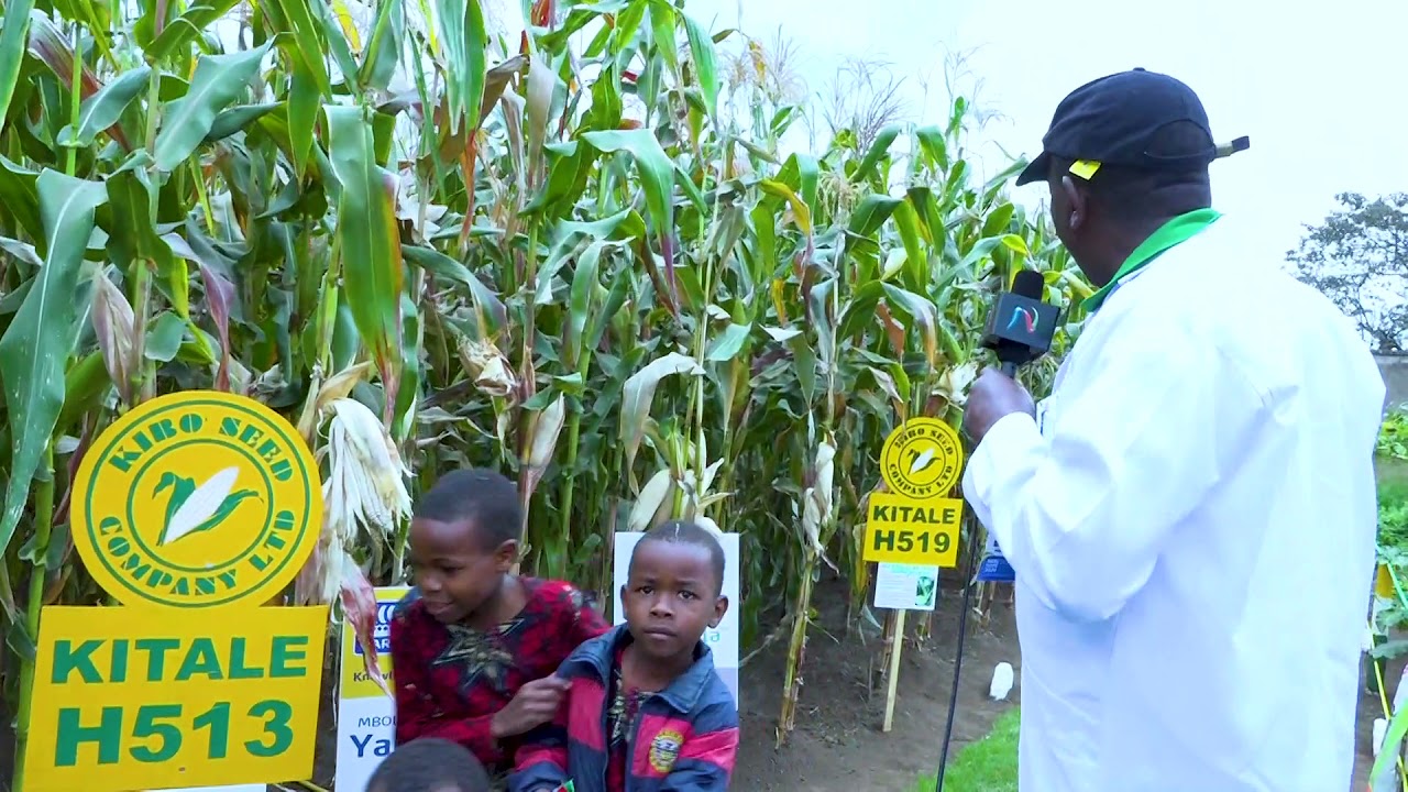 KIBO SEED CO LTD: AINA ZA MBEGU ZA MAHINDI ZINAZOZALISHWA NA KIBO SEED CO LTD