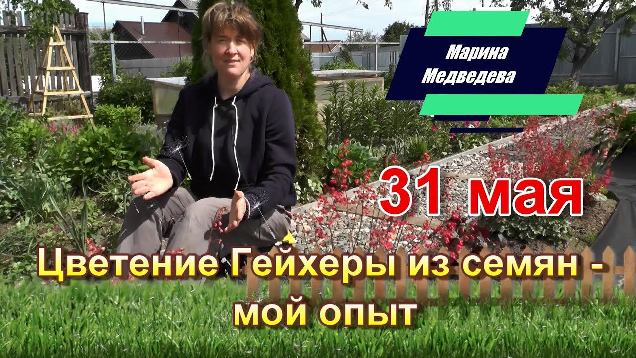 Цветение Гейхеры из семян - мой опыт