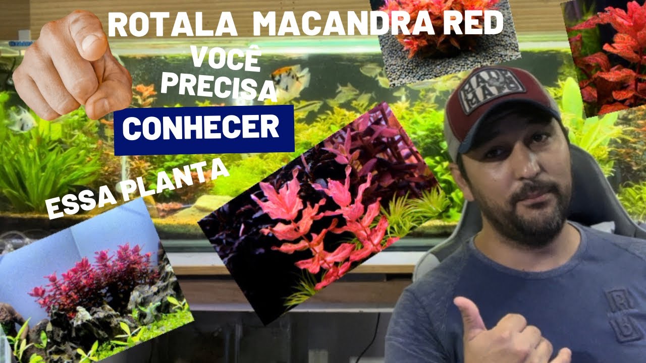 Tudo sobre a planta Rotala Macandra Red #aquarioplantado #aquário