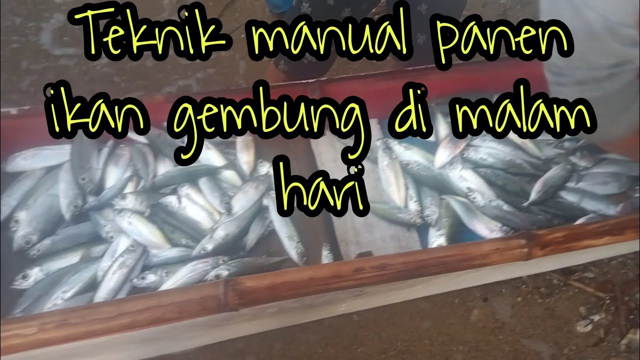 MANCING IKAN KEMBUNG / KATOMBO   PANEN