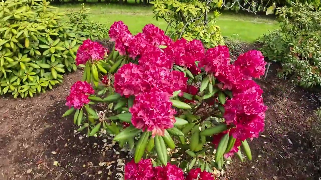 Rododendrai VDU Kauno botanikos sode  2025 05 18