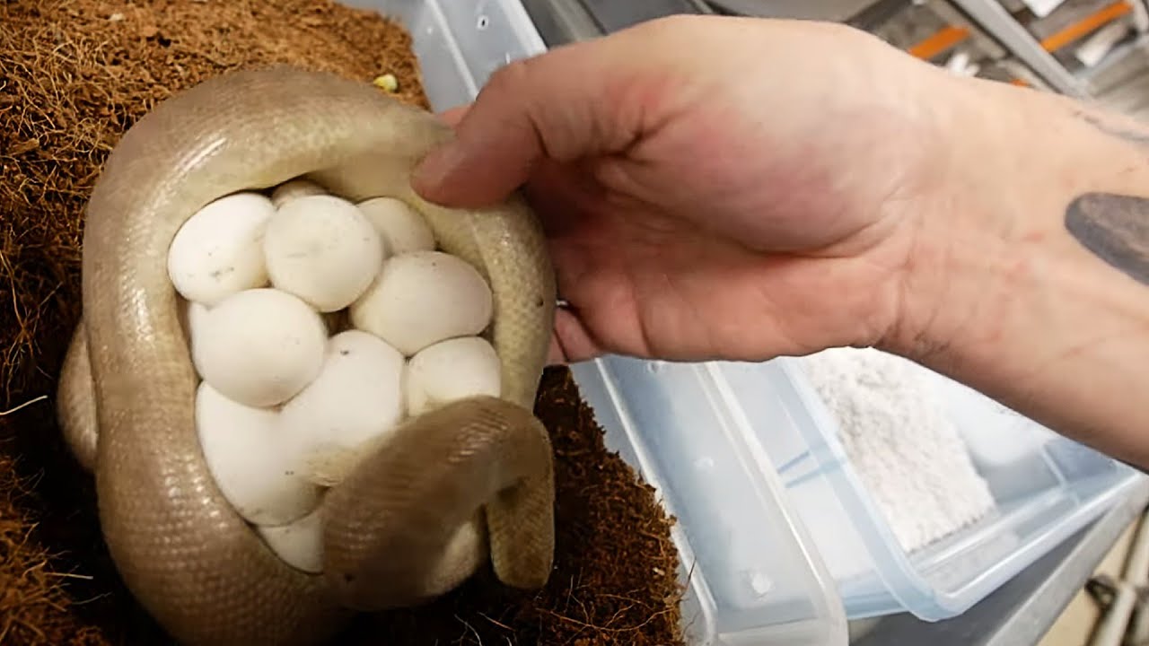 HUGE CLUTCH OF SNAKE EGGS FROM A CHILDRENS PYTHON!! | BRIAN BARCZYK