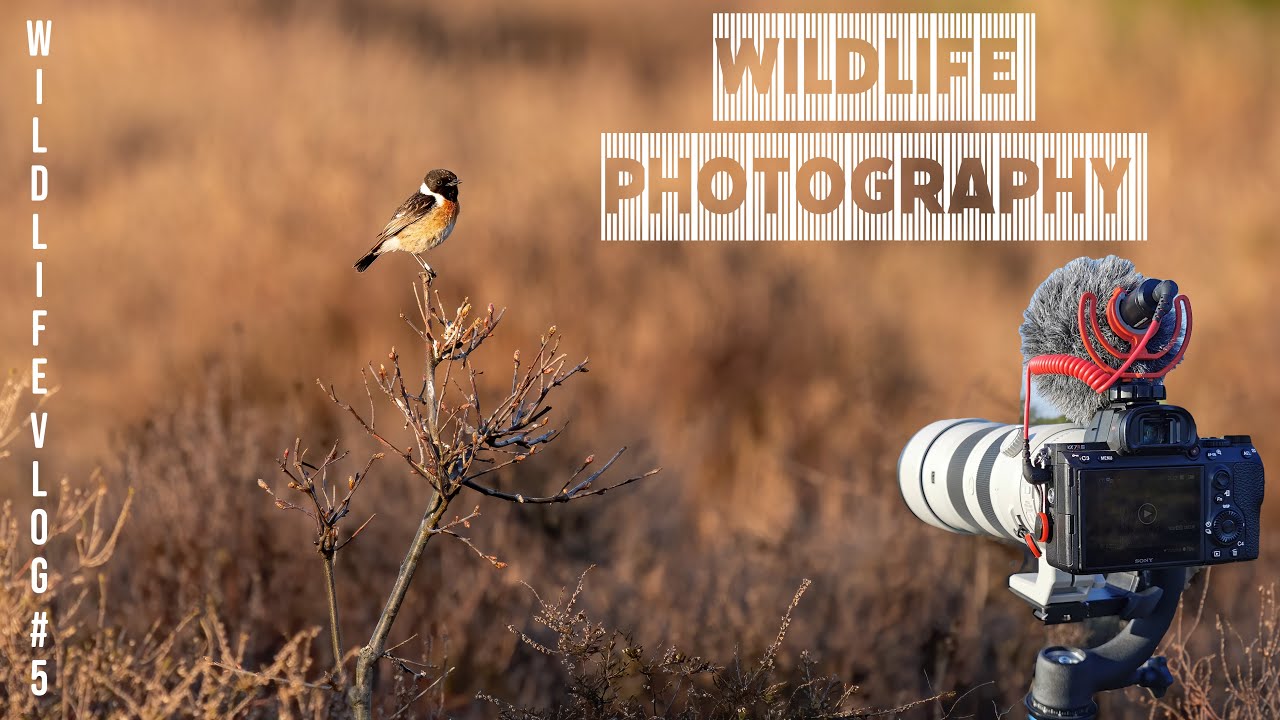 Wildlife Photograghy with Sony A7r iii + Sony 200-600 G lens. Wildife nature vlog in The Netherlands