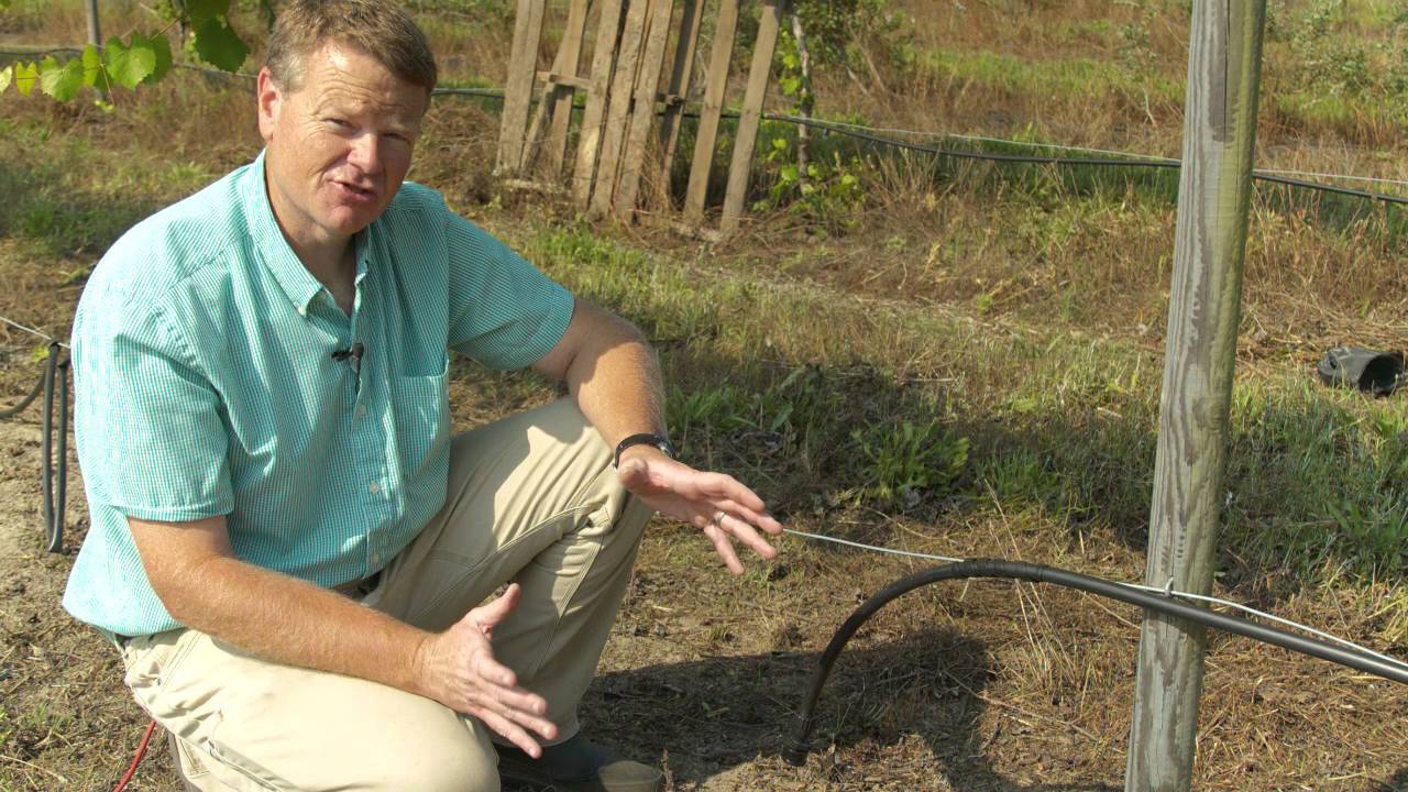 Ison's Nursery & Vineyard How to Setup a Drip Irrigation System