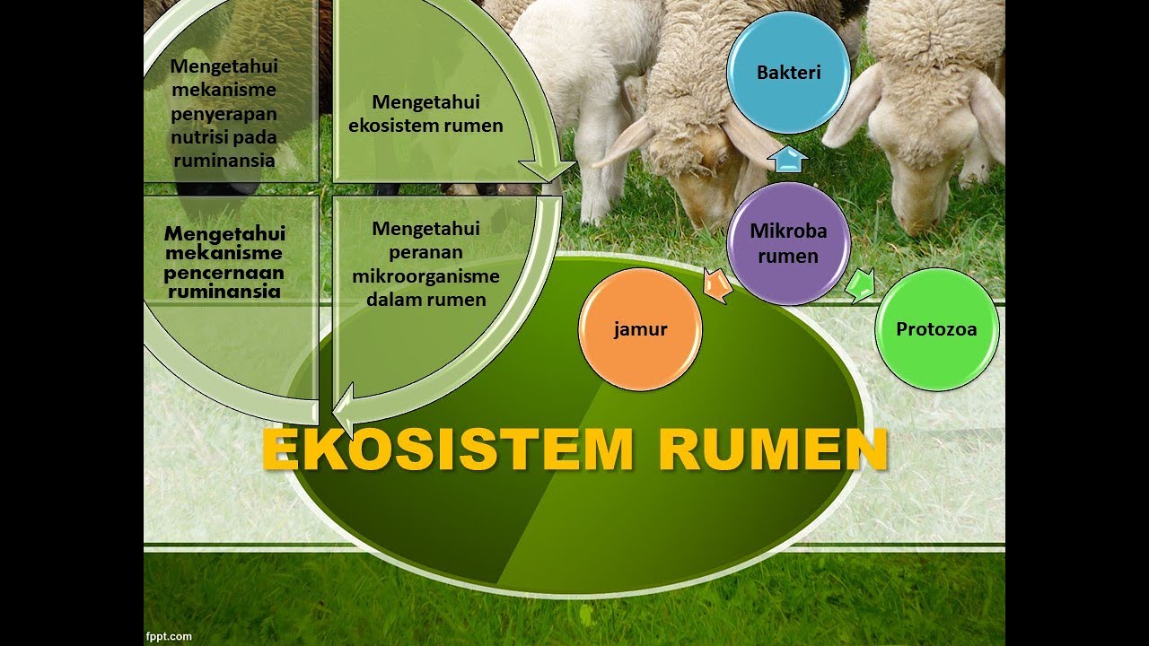 EKOSISTEM  RUMEN, Alasan Ruminansia Mampu Mencerna Pakan Tinggi Serat