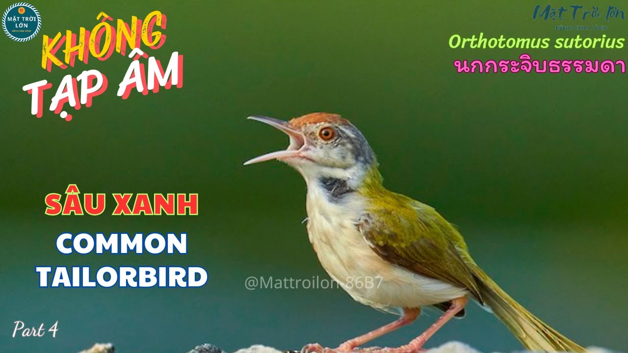 ✅Tiếng chim Sâu xanh mồi chuẩn hót mp3 | Chim Sâu dừa | Common Tailorbird | นกกระจิบธรรมดา (P4)