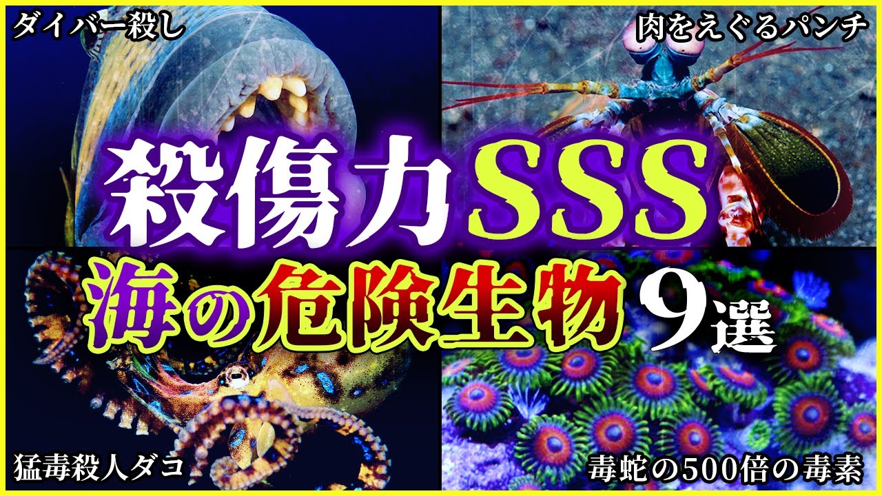 【ゆっくり解説】殺傷力SSSクラス!? 見た目からは想像がつかない超危険な海の生物9選/ダイバーからサメよりも恐れられている熱帯魚!?/100万分の1グラムであの世逝きの猛毒生物!!