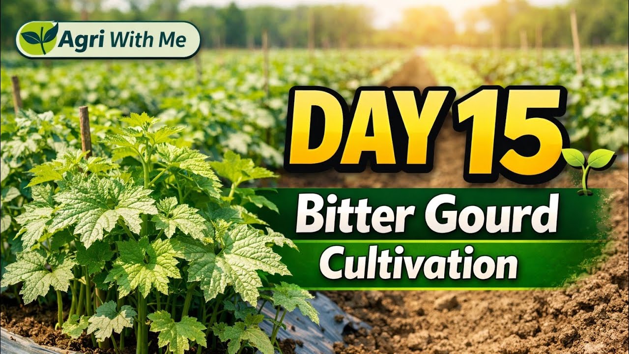 Day 15 of bitter gourd cultivation பாகல் பயிர்செய்கை  15 ம் நாள்@Saranrajh1998 
