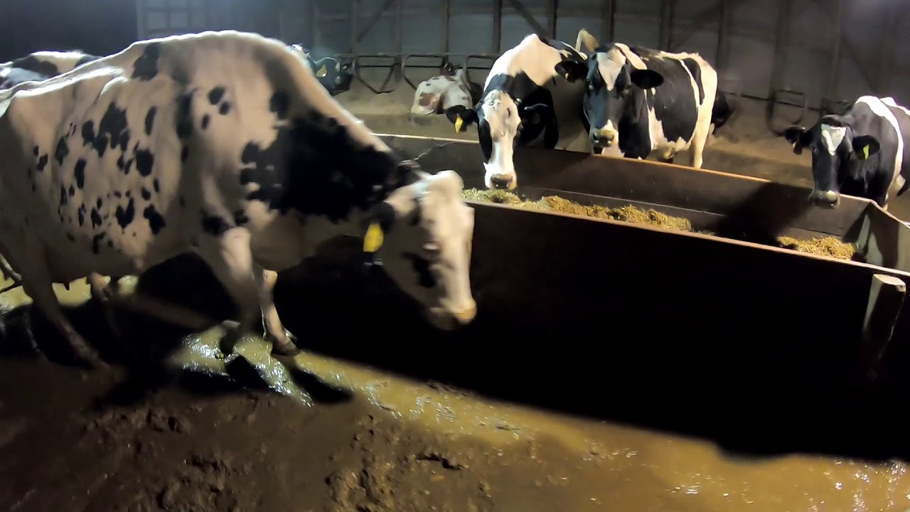 Robot Room and Free-stall Barn Tour
