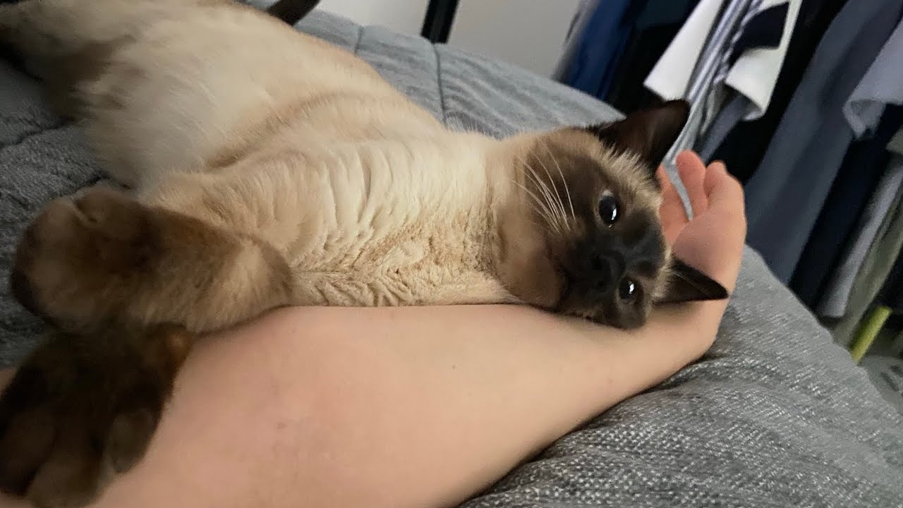 Когда кот думает, что он котенок