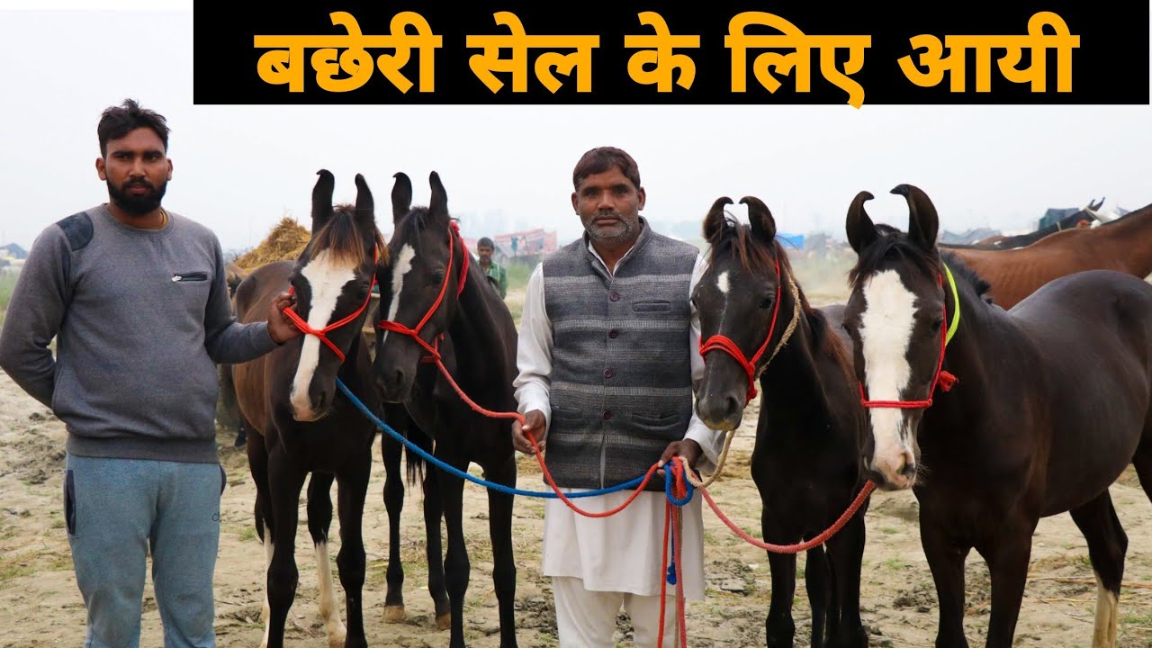 गढ़ गंगा मेले में प्रधान आये अपनी घोड़ियो के साथ | Garh ganga horse market