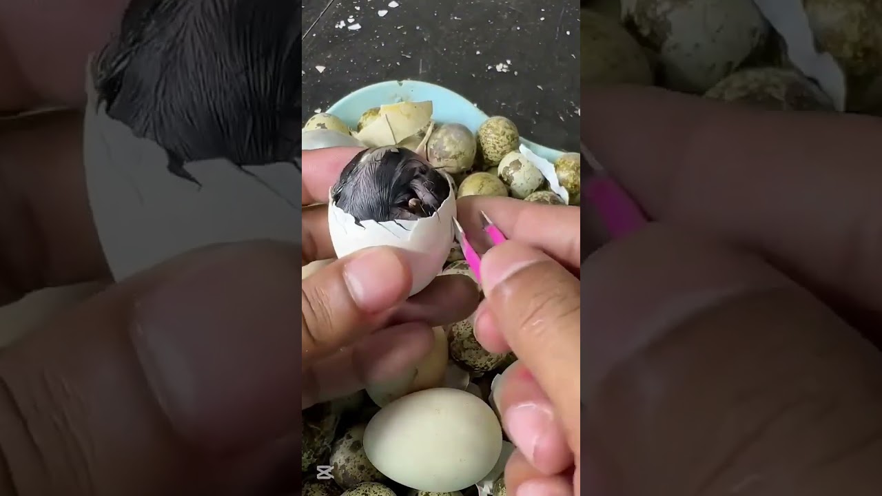 Nacimiento del pollito rompiendo el cascar&oacute;n | Incubaci&oacute;n de huevos paso a paso
