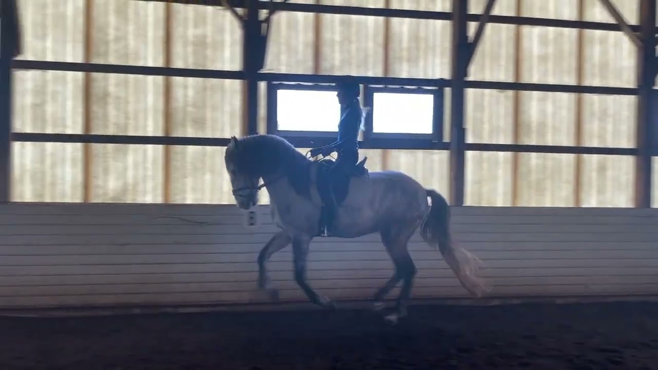 8 yr. old Lusitano Gelding, 15.3 hh.