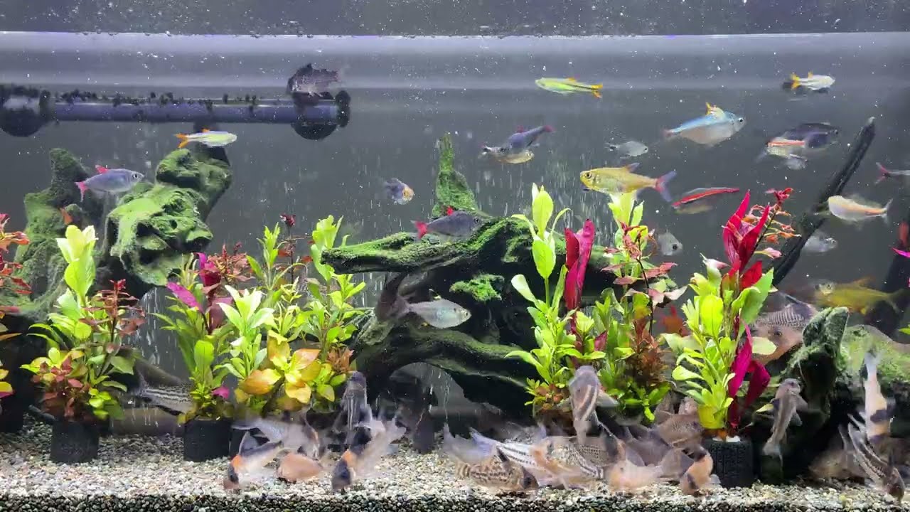 Relaxing Aquarium 1660 / 熱帯魚50種混泳水槽 アクアリウム ディナータイム 4K