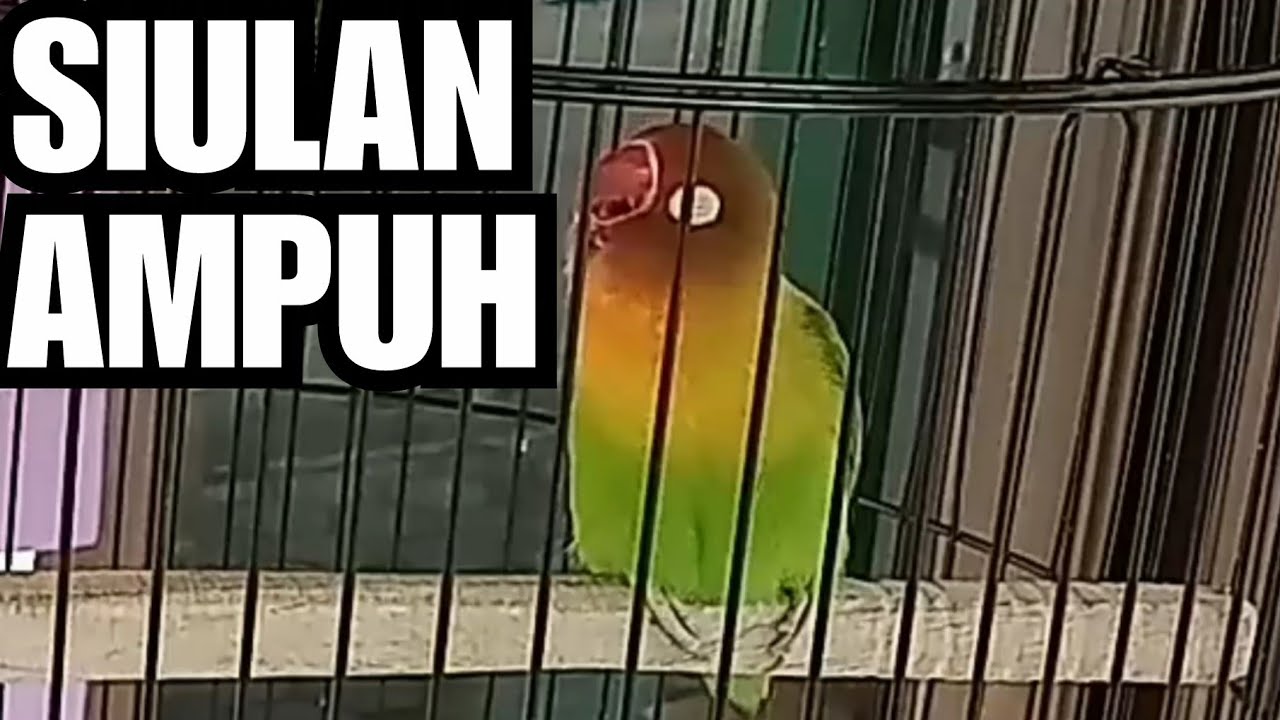 Jurus siulan lovebird konslet