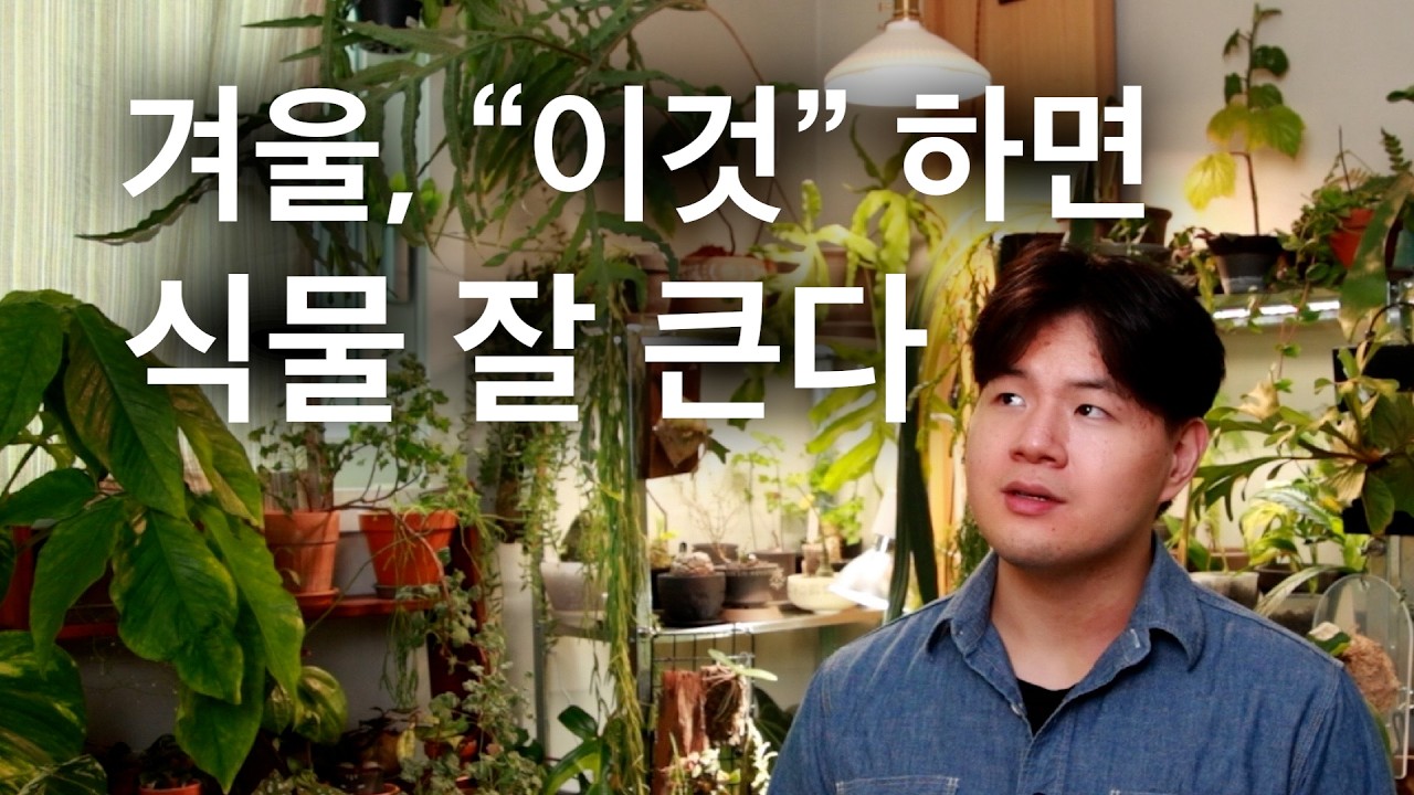 겨울 식물 케어 팁 / 추위와 온도 / 빛과 광합성 / 추운집에서도 잘 자라는 식물 / 식물등을 써보자! / 냉해 조심하기 / 아무말 하기
