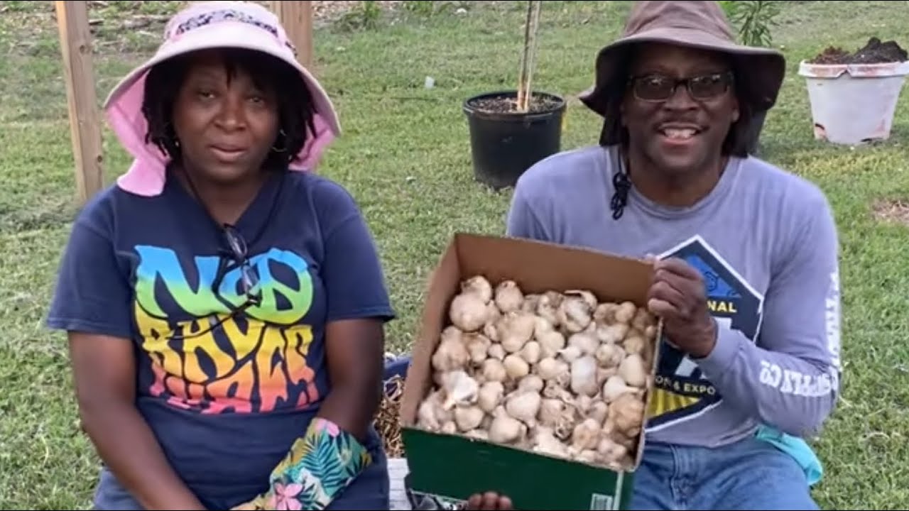 The BEST TIME To Get SEED GARLIC Is NOW!